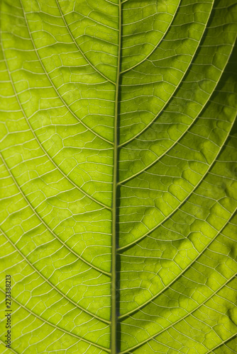 green plant with dark background