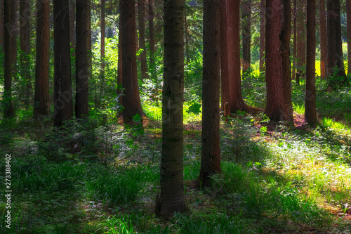 Summer scene in the coniferous forest. The sun s rays illuminate the trunks of old firs. Summer forest landscape.