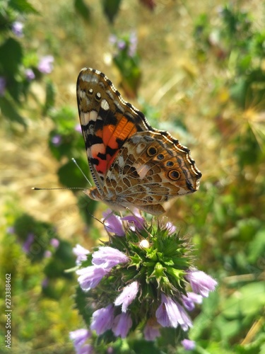 butterfly on flower