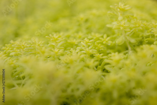 green plant with dark background