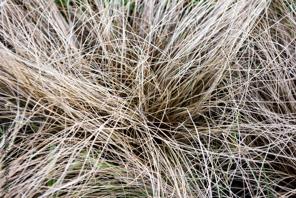 White tangled texture from carex White tangled texture from carex