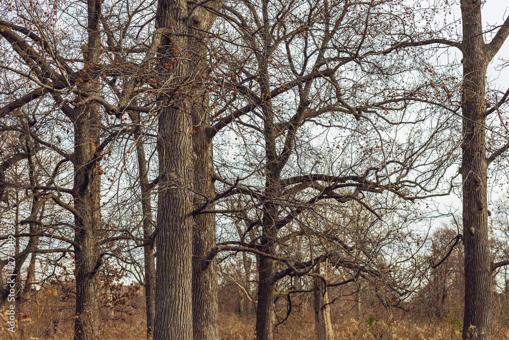 Bare large trees in winter