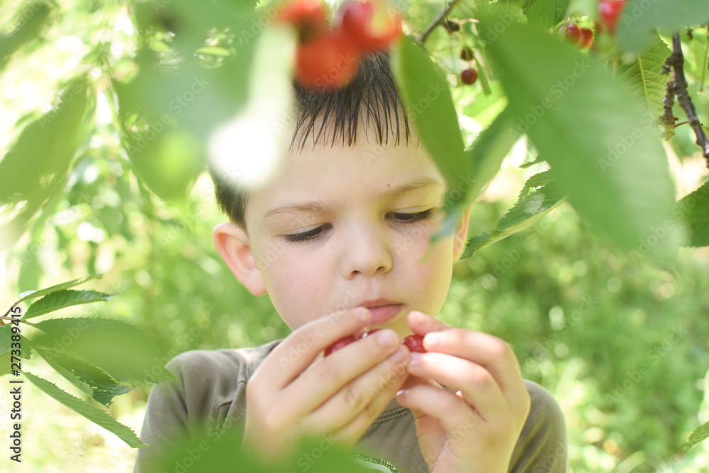 Happy boy eat organic natural healthy cherries in garden. Smiling little boy picks a cherry from a tree in cherry garden Happy boy eat organic natural healthy cherries in garden. Smiling little boy picks a cherry from a tree in cherry garden
