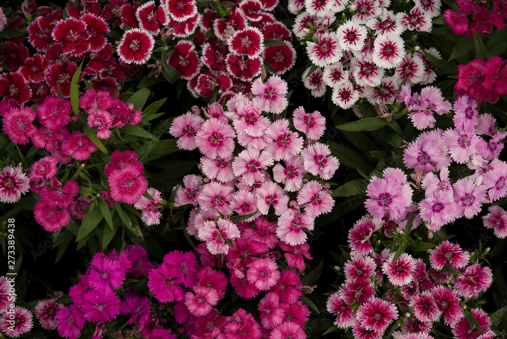 pinky flowers growing in nature