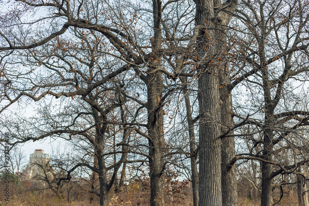 large old trees in an urban savanna woodland with architecture large old trees in an urban savanna woodland with architecture