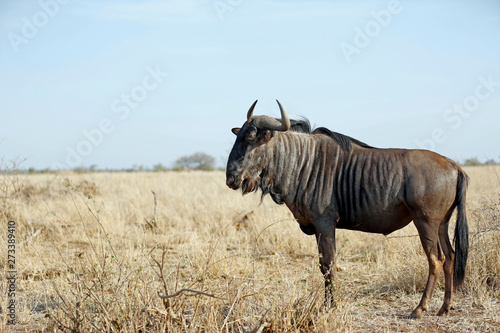 Fototapeta Naklejka Na Ścianę i Meble -  Blue Wildebeest (Connochaetes taurinus) on the Savannah. Satara, Kruger Park, South Africa