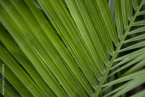 green plant with dark background