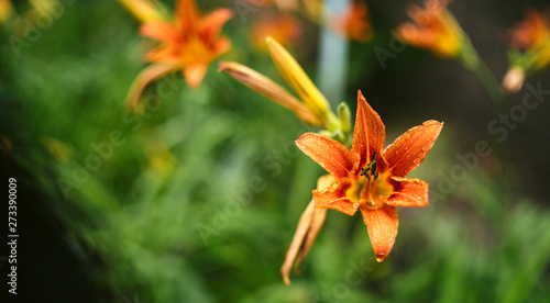 Orange lily bloom in the grass after the rain. Fresh lily in the spring garden.