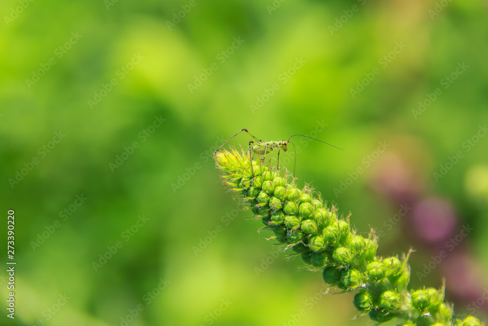 Green flower bud on which sits a grasshopper, the back background is green