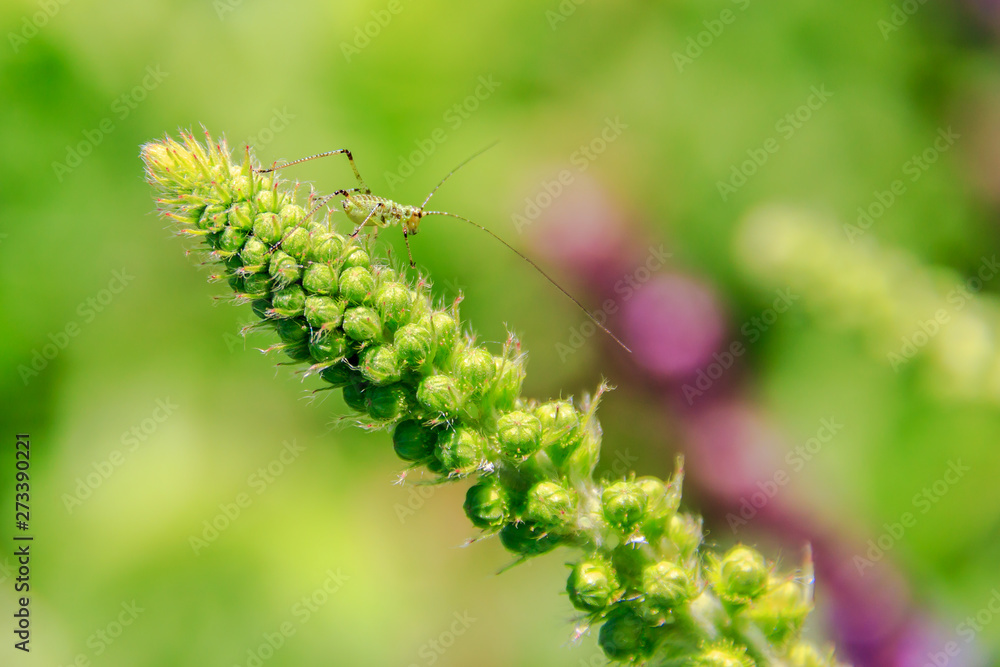 Little green grasshopper on a flower bud of green color
