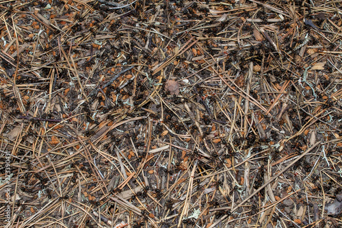 Anthill with lots of black ants in the forest