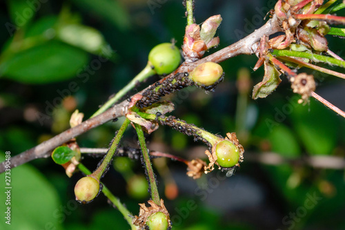 Colony aphids on the cherry