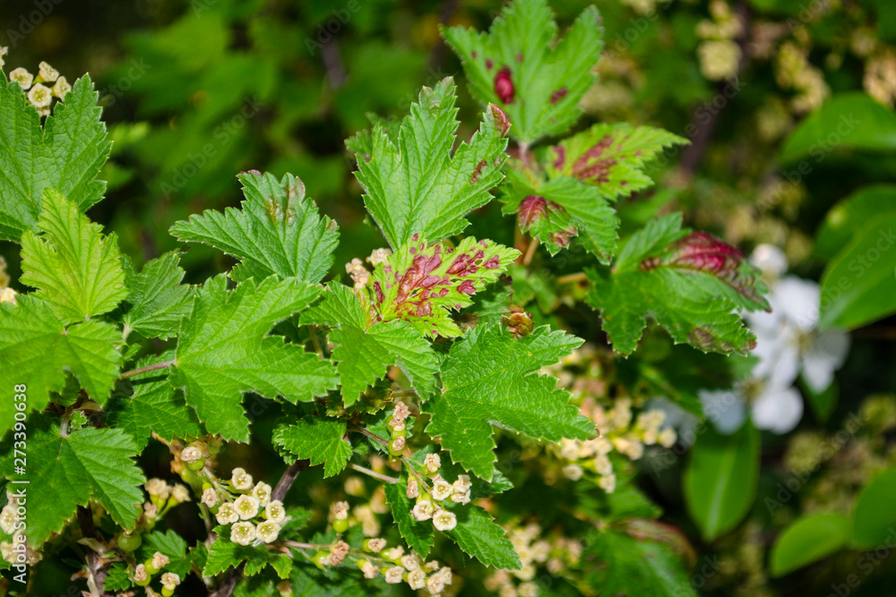 Disease of red and white currants, infection with Gallic aphids(Anthracnose). Brown blisters on green leaves on the upper side. Disease of red and white currants, infection with Gallic aphids(Anthracnose). Brown blisters on green leaves on the upper side.