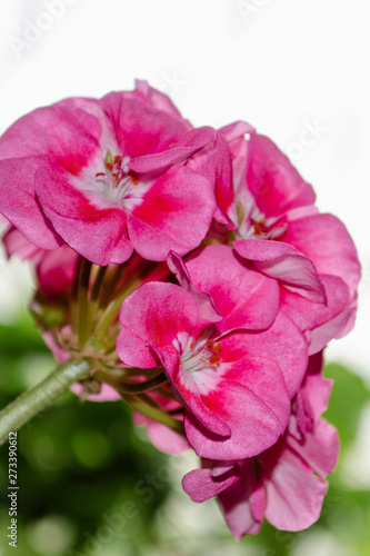 Pink geranium flowers. Geranium. Inflorescences.