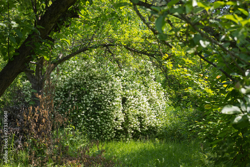 Fototapeta Naklejka Na Ścianę i Meble -  Summer garden in June