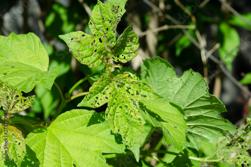 Viburnum beetle (Pyrrhalta viburni) larvas and aphids (Aphidoidea) on the leaves of viburnum photo