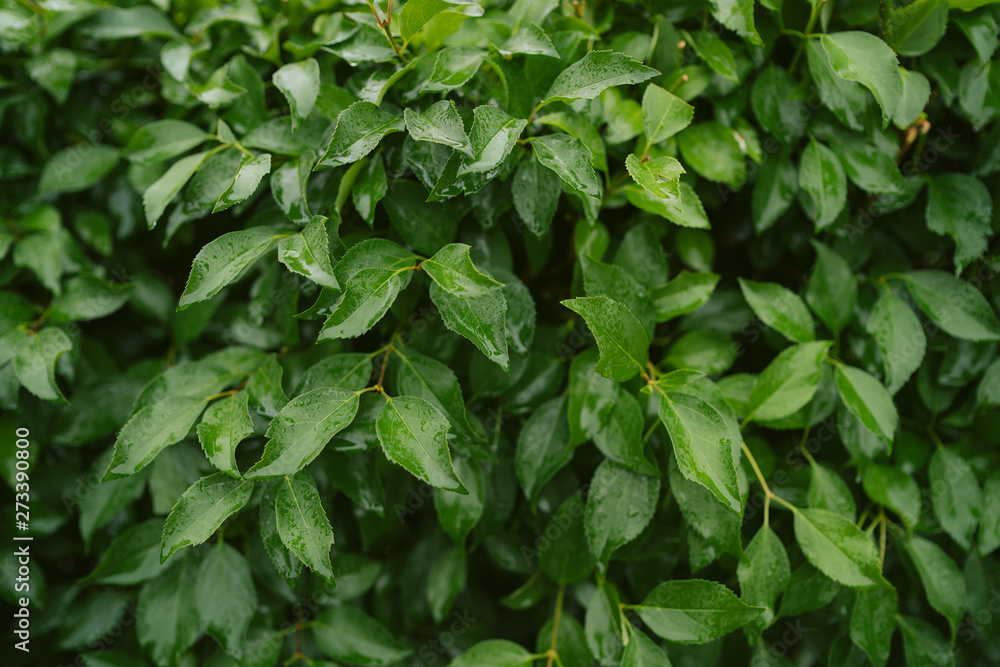 Green texture of leaves after rain. green Bush Green texture of leaves after rain. green Bush