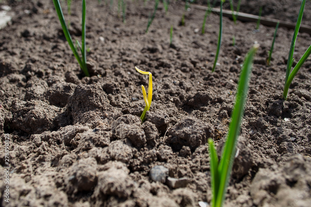 Shoots of garlic in the vegetable garden Shoots of garlic in the vegetable garden