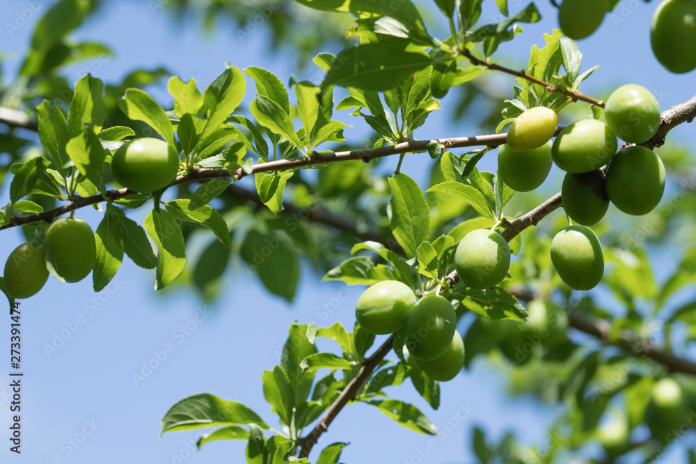 Green cherry plums