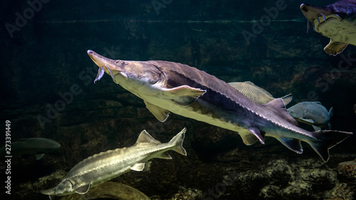 Sturgeons swims underwater, white fish in atlantic water, concept of beluga, kaluga, food, nature, travel, russia.