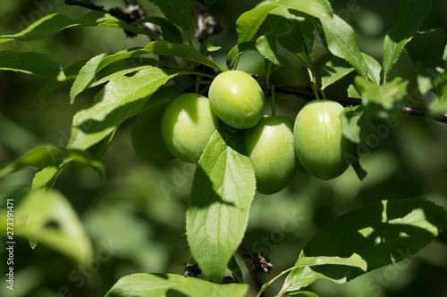 Green cherry plums