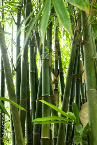 Fototapeta Naklejka Na Ścianę i Meble -  Beautiful green huge bamboo growing in the jungle