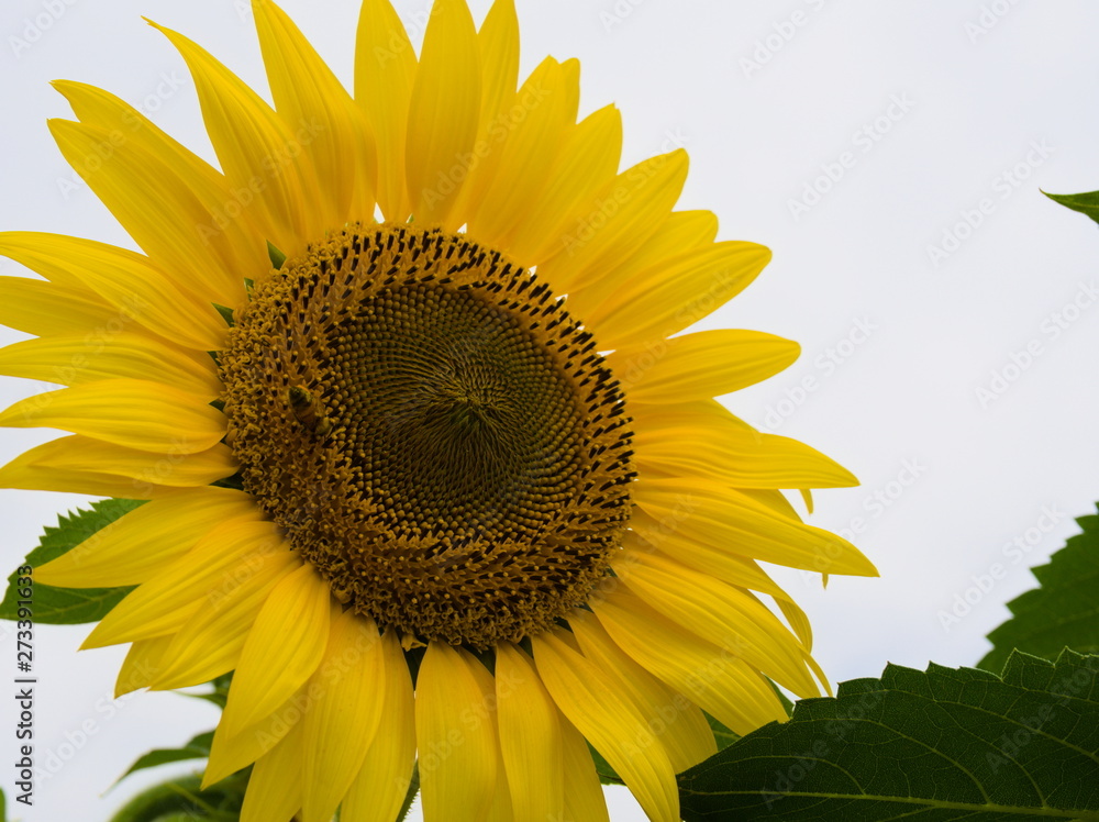 sunflower on background of blue sky