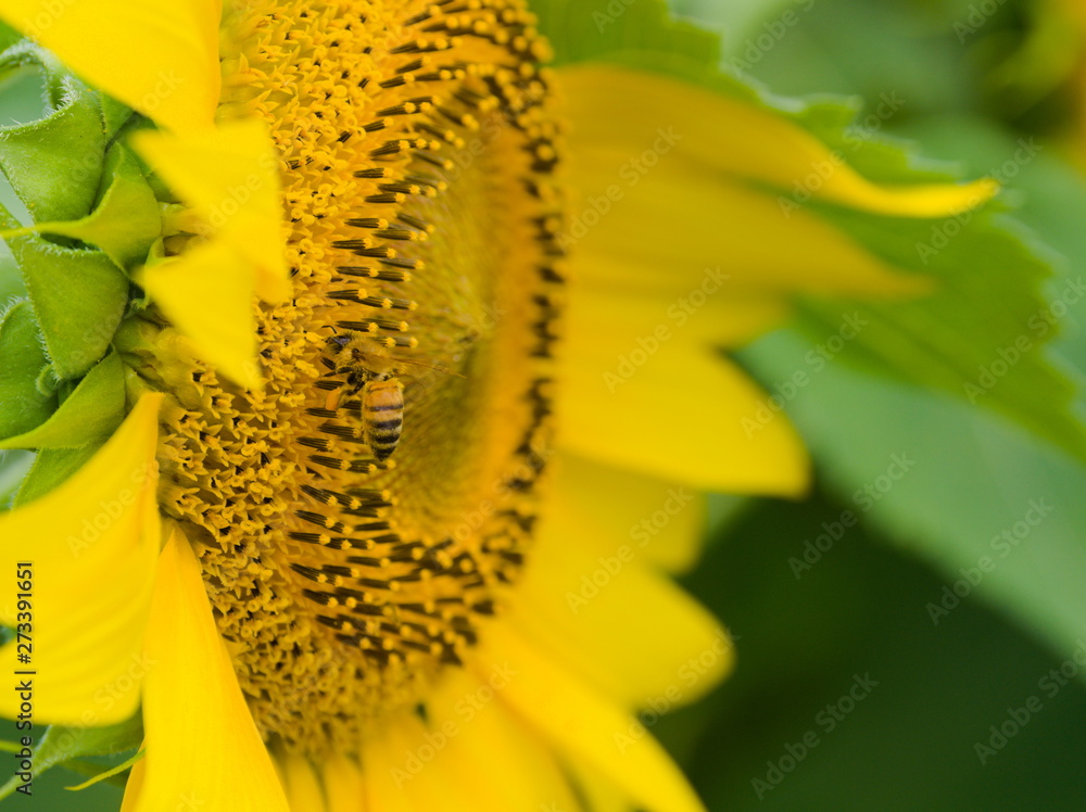 sunflower and bee