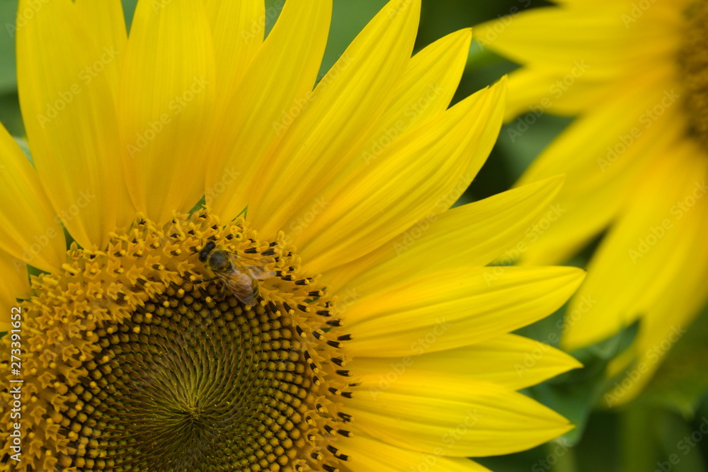 sunflower on a background of blue sky