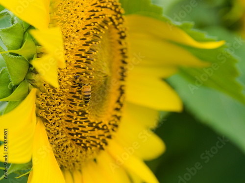 Obraz na płótnie sunflower and bee w salonie