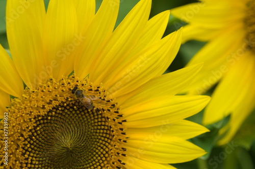 Obraz na płótnie sunflower on a background of blue sky w salonie