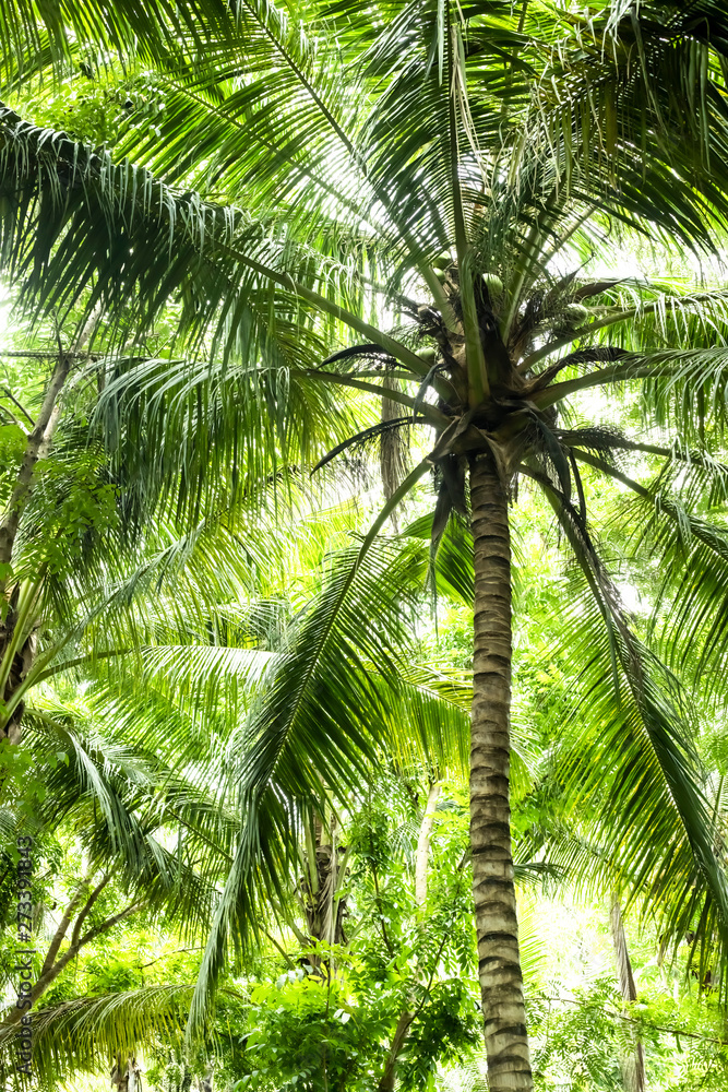 Fototapeta premium Palm trees in the jungle