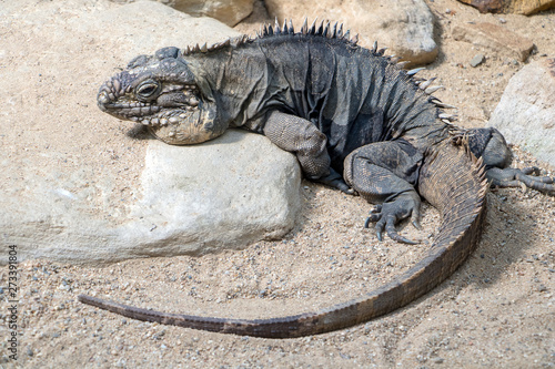Cuban ground iguana - Cyclura nubila lying on the rock.