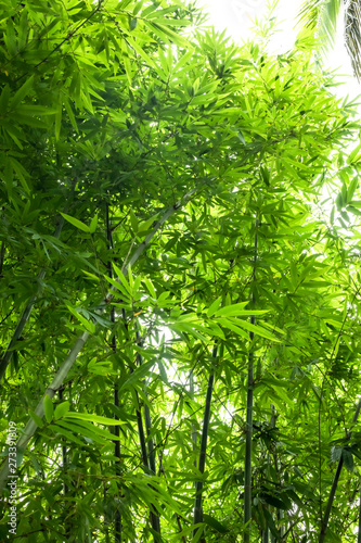 Beautiful green huge bamboo growing in the jungle