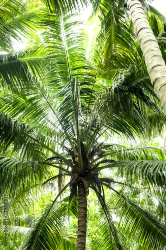 Palm trees in the jungle