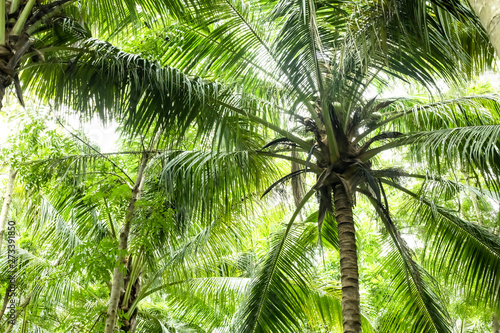 Palm trees in the jungle