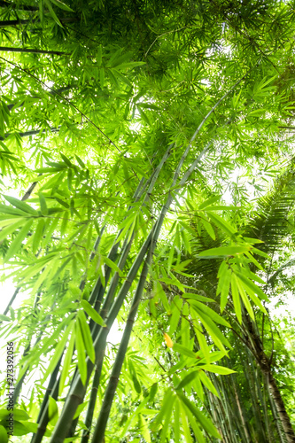 Beautiful green huge bamboo growing in the jungle