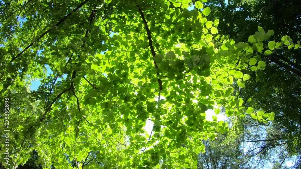 Looking up in forest. Sunbeams shining through lush green fresh leaves on branches in tree. Warm spring sun shining through foliage. Looking up in forest. Sunbeams shining through lush green fresh leaves on branches in tree. Warm spring sun shining through foliage.