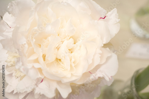 Beautiful peonies with gorgeous white flowers