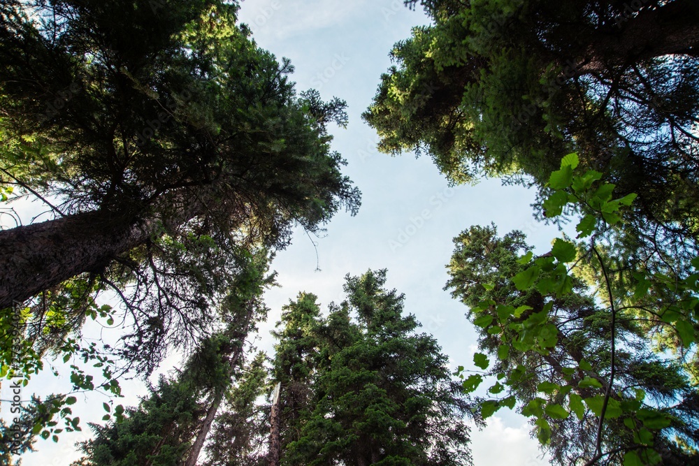 Obraz premium Looking up from forrest floor