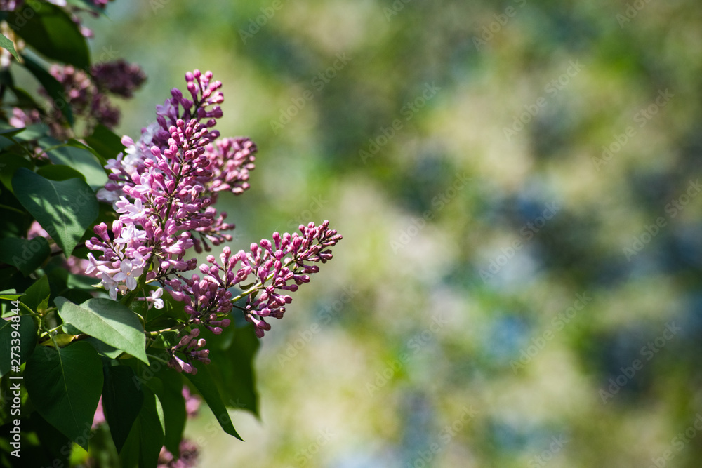 Beautiful purple syringa vulgaris on green branches Beautiful purple syringa vulgaris on green branches