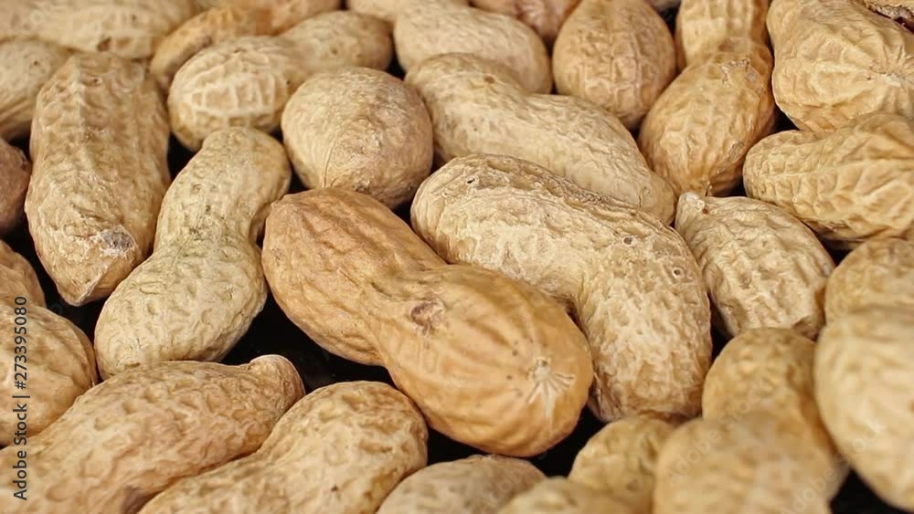 Groundnut peanut peanuts with nutshell peanut shell groundnuts Groundnut peanut peanuts with nutshell peanut shell groundnuts