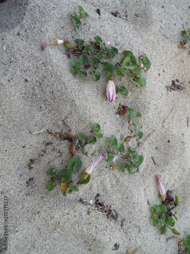 Japan Hyougo kyotango Amanohasidate seasaide Flower photo