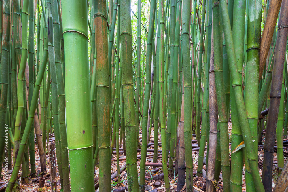 Obraz premium Bamboo Forest along Pipiwai Trail, Maui, Hawaii, USA