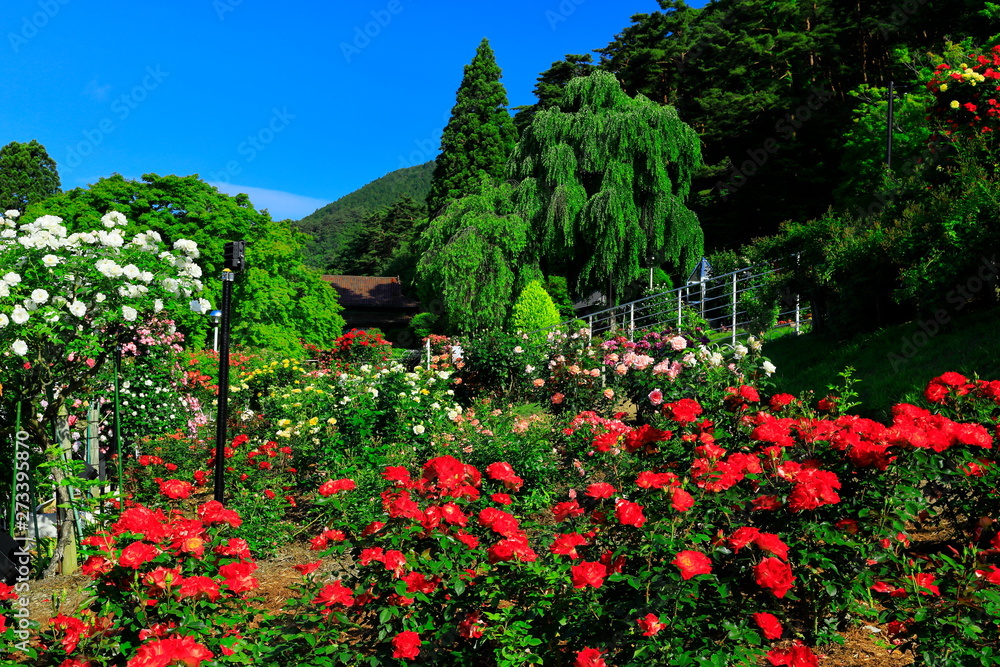 Fototapeta premium 花巻温泉 バラ園