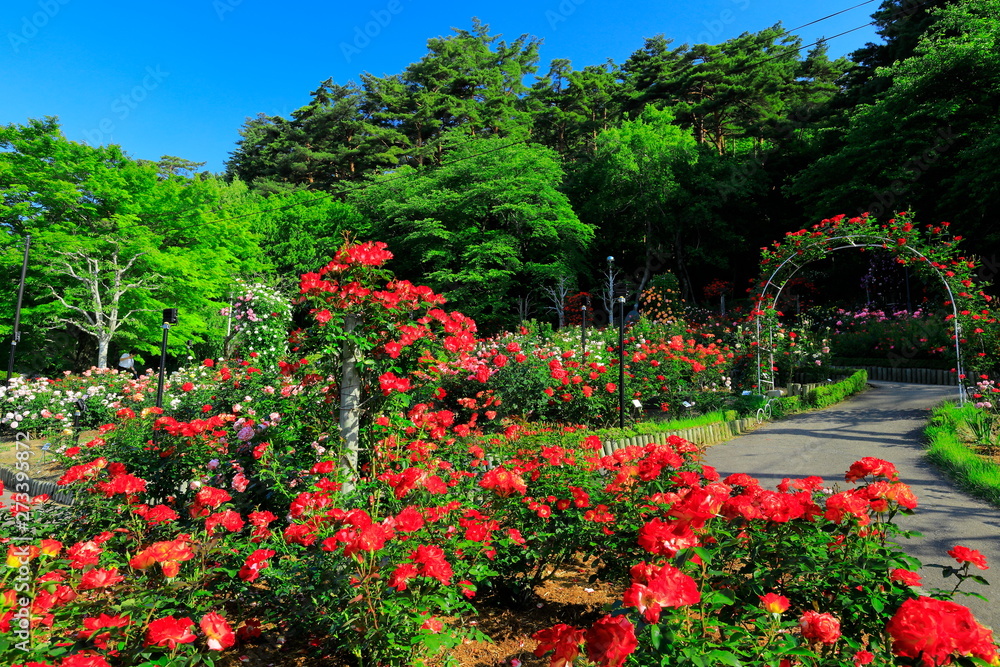 Fototapeta premium 花巻温泉 バラ園