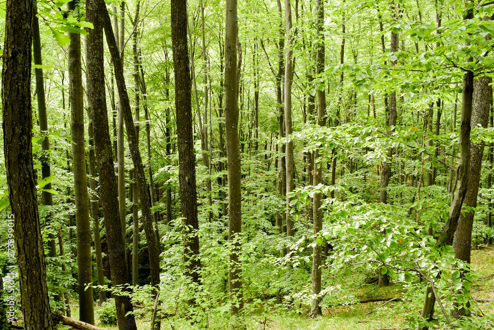 Beautiful green deciduous forest during early spring in Croatia Beautiful green deciduous forest during early spring in Croatia
