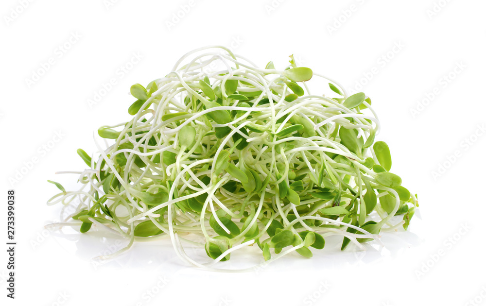 green young sunflower sprout (seeding) plant isolated on white background green young sunflower sprout (seeding) plant isolated on white background