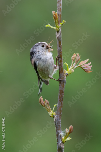 Long-tailed tit (Aegithalos caudatus) with insects in its bill.