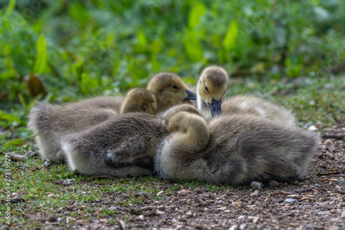 Canada Goose goslings (Branta canadensis) © Tomasz